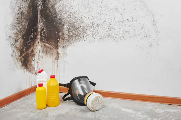 Best Mold Remediation Experts  in Morton, PA