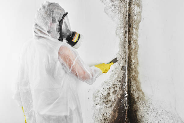 Best Mold Testing  in Morton, PA