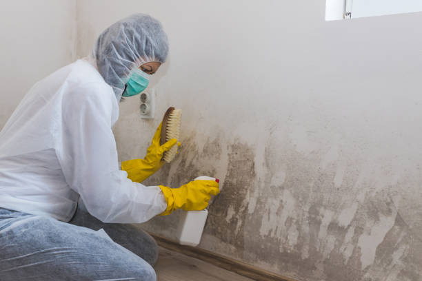 Best Toxic Mold Removal  in Morton, PA