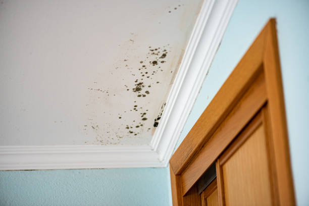 Best Mold Testing  in Morton, PA