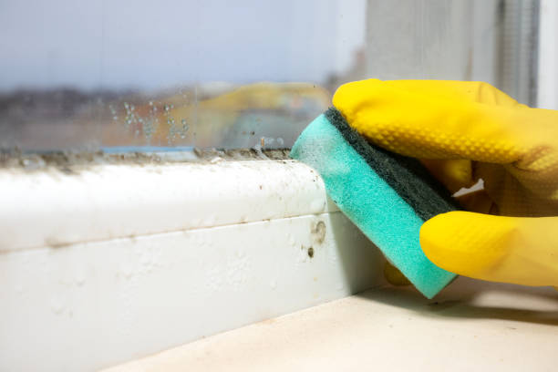 Best Affordable Mold Removal  in Morton, PA