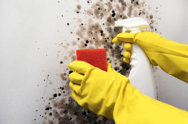 Best Mold Remediation  in Morton, PA