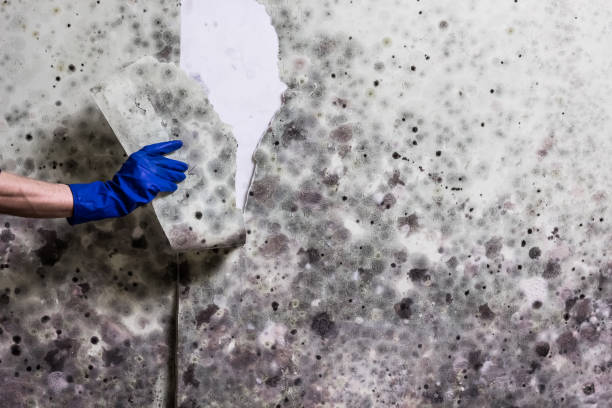 Mold Testing and Removal in Morton, PA
