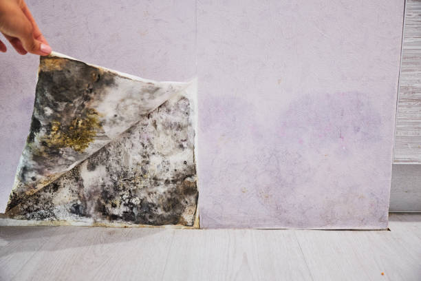 Office Mold Removal Services in Morton, PA